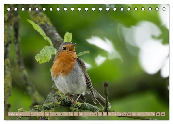 Produktbild: Robin, das s&uuml;&szlig;e Rotkehlchen (Tischkalender 2027 DIN A5 quer), CALVENDO Monatskalender