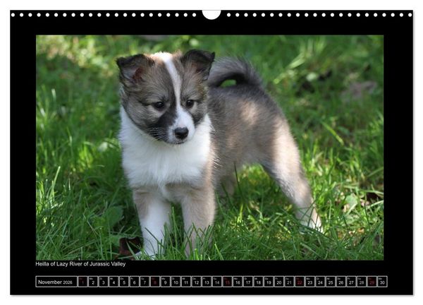 Produktbild: Islandhund - Welpen / CH-Version (Wandkalender 2026 DIN A3 quer), CALVENDO Monatskalender