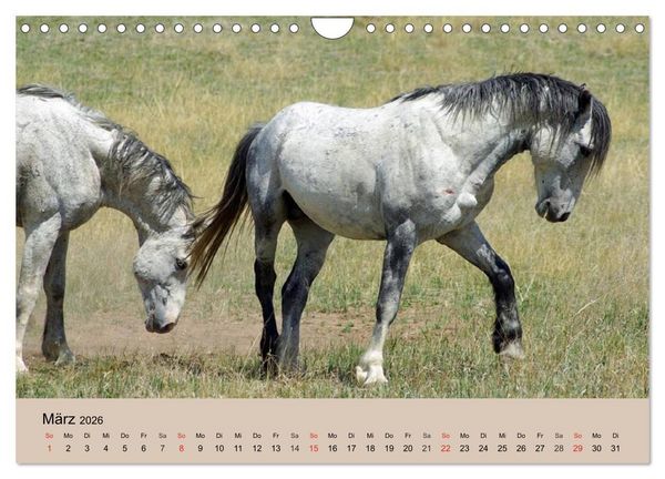 Produktbild: Wildpferde. Frei wie der Wind (Wandkalender 2026 DIN A4 quer), CALVENDO Monatskalender