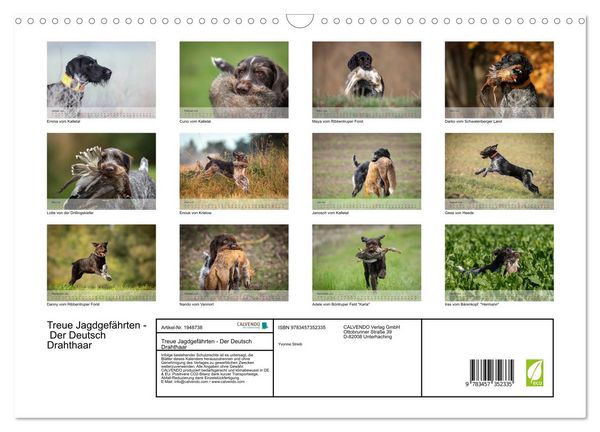 Produktbild: Treue Jagdgef&auml;hrten - Der Deutsch Drahthaar (Wandkalender 2026 DIN A3 quer), CALVENDO Monatskalender