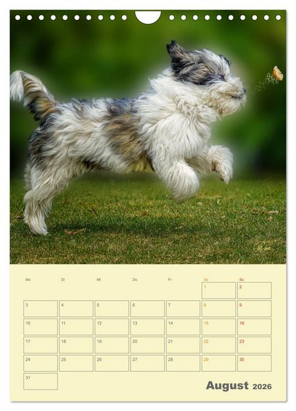 Produktbild: PON-Welpen - jeder Tag ein gro&szlig;es Abenteuer / Planer (Wandkalender 2026 DIN A4 hoch), CALVENDO Monatskalender