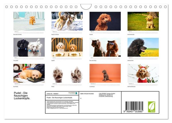 Produktbild: Pudel - Die flauschigen Lockenk&ouml;pfe. (Wandkalender 2026 DIN A4 quer), CALVENDO Monatskalender