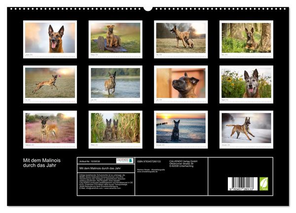 Produktbild: Mit dem Malinois durch das Jahr (hochwertiger Premium Wandkalender 2026 DIN A2 quer), Kunstdruck in Hochglanz