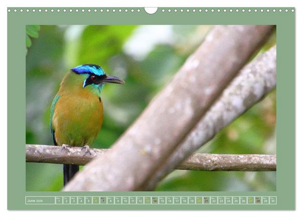 Produktbild: Some Costa Rican Birds (Wall Calendar 2026 DIN A3 landscape), CALVENDO 12 Month Wall Calendar