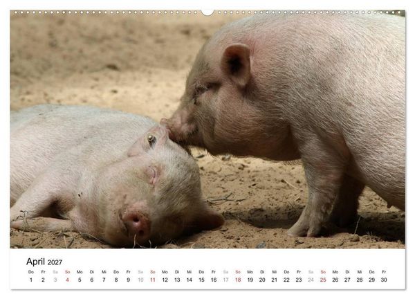 Produktbild: Schwein gehabt! (hochwertiger Premium Wandkalender 2027 DIN A2 quer), Kunstdruck in Hochglanz