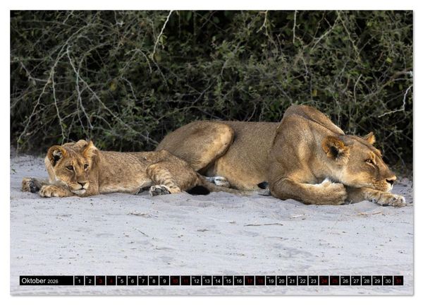 Produktbild: L&ouml;wen in Botswana und S&uuml;dafrika (Wandkalender 2026 DIN A3 quer), CALVENDO Monatskalender