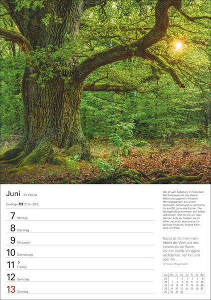 Produktbild: B&auml;ume Wochenplaner 2027 - 53 stimmungsvolle Fotografien