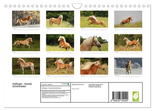 Produktbild: Haflinger - blonde Sch&ouml;nheiten (Wandkalender 2027 DIN A4 quer), CALVENDO Monatskalender