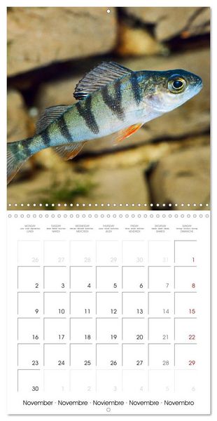 Produktbild: Fish magic (Wall Calendar 2026 12 &times; 12 Inch) CALVENDO 12 Month Wall Calendar
