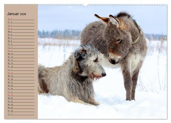Produktbild: Das Esel-Paradies - Hunde und andere Feunde (Wandkalender 2026 DIN A2 quer), CALVENDO Monatskalender