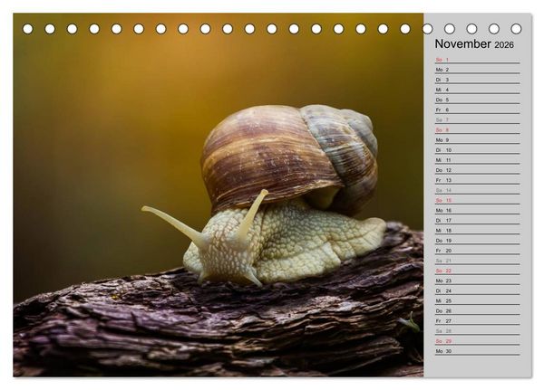 Produktbild: Salamander und Co. (Tischkalender 2026 DIN A5 quer), CALVENDO Monatskalender