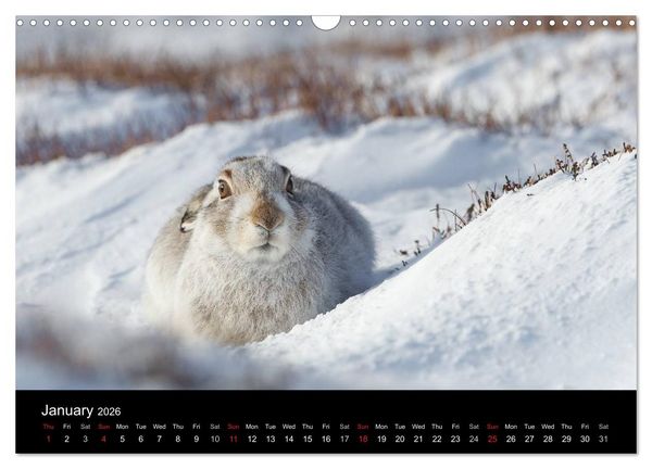 Produktbild: Scotland's Wildlife 2026 (Wall Calendar 2026 DIN A3 landscape), CALVENDO 12 Month Wall Calendar