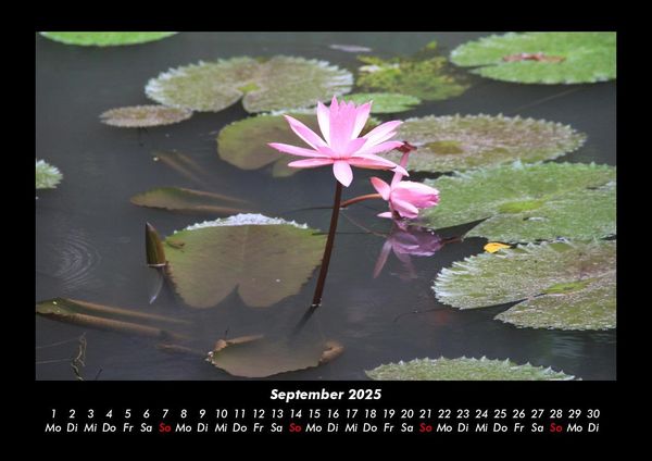 Produktbild: Rosen-Kalender 2025 Fotokalender DIN A3