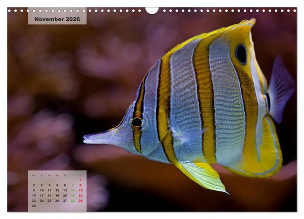 Produktbild: UNTER WASSER Riffaquaristik (Wandkalender 2026 DIN A3 quer), CALVENDO Monatskalender