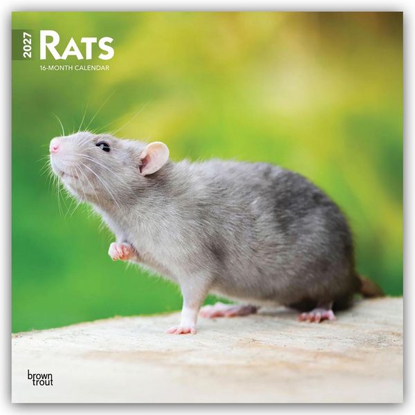 Produktbild: Rats &ndash; Ratten 2027 &ndash; 16-Monatskalender
