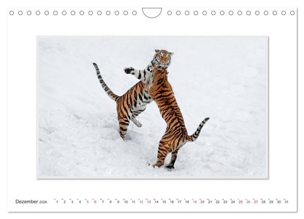 Produktbild: Emotionale Momente: Tiger - Kraft & Sch&ouml;nheit. / CH-Version (Wandkalender 2026 DIN A4 quer), CALVENDO Monatskalender