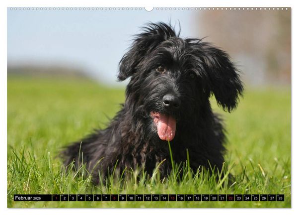 Produktbild: Altdeutsche H&uuml;tehunde - Fast vergessen (Wandkalender 2026 DIN A2 quer), CALVENDO Monatskalender