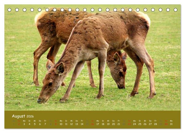 Produktbild: Begegnungen. DER HIRSCH (Tischkalender 2026 DIN A5 quer), CALVENDO Monatskalender