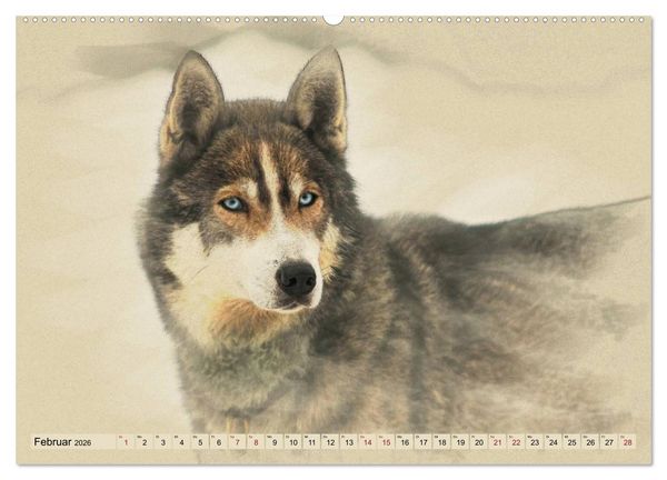 Produktbild: Schlittenhunde 2026 (Wandkalender 2026 DIN A2 quer), CALVENDO Monatskalender
