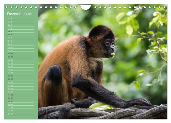 Produktbild: Die vielf&auml;ltige Welt der Affen (Wandkalender 2026 DIN A4 quer), CALVENDO Monatskalender