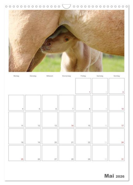 Produktbild: Fohlen und Jungpferde (Wandkalender 2026 DIN A3 hoch), CALVENDO Monatskalender