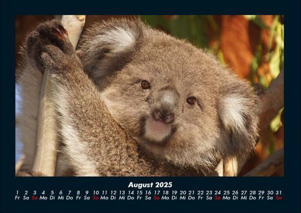Produktbild: Koala 2025 Fotokalender DIN A4