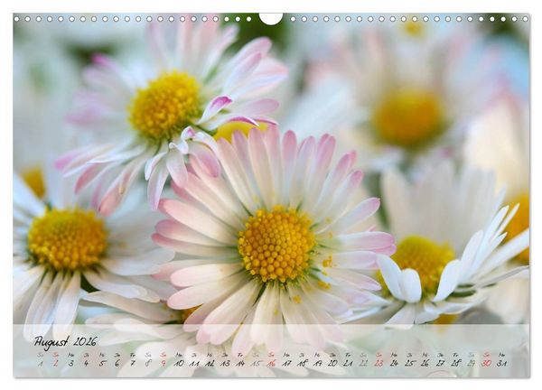 Produktbild: Bl&uuml;ten dicht an dicht (Wandkalender 2026 DIN A3 quer), CALVENDO Monatskalender