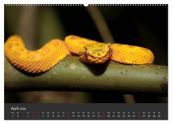 Produktbild: Costa Rica tierisch gut 2026 (hochwertiger Premium Wandkalender 2026 DIN A2 quer), Kunstdruck in Hochglanz
