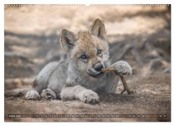 Produktbild: Les p'tits loups gris (Calendrier mural 2026 DIN A2 vertical) calendrier de bureau