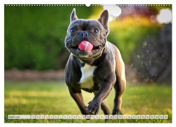 Produktbild: Bullys in Action - Franz&ouml;sische Bulldoggen lieben B&auml;lle (hochwertiger Premium Wandkalender 2026 DIN A2 quer), Kunstdruck in Hochglanz