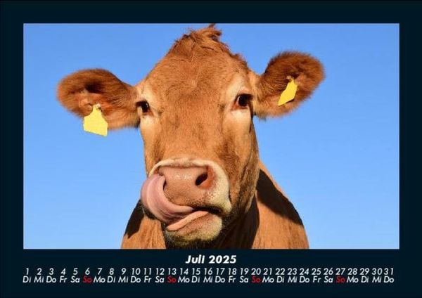 Produktbild: Kuhkalender 2025 Fotokalender DIN A5