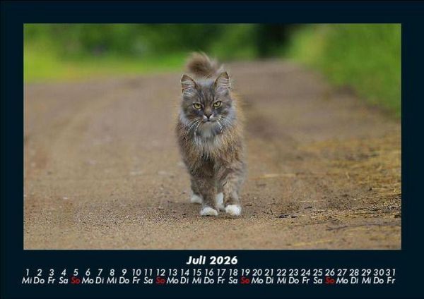 Produktbild: F&uuml;r Katzenfreunde 2026 Fotokalender DIN A5