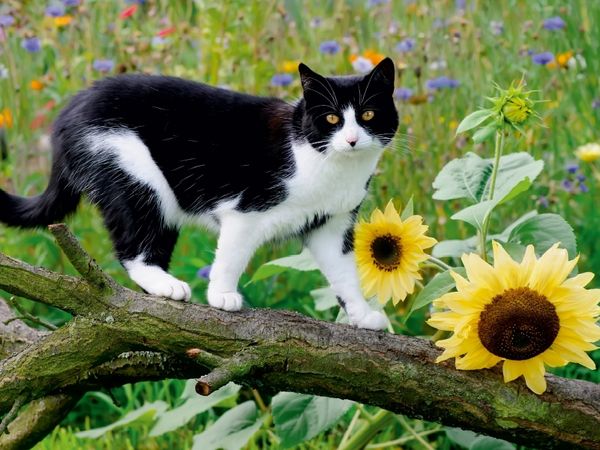 Produktbild: CALVENDO Puzzle Schwarz-wei&szlig;e Katze mit Sonnenblumen | 1000 Teile Lege-Gr&ouml;&szlig;e 64x48cm Foto-Puzzle f&uuml;r gl&uuml;ckliche Stunden