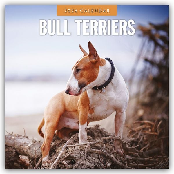 Produktbild: Bull Terriers – Bullterrier 2026 – 16-Monatskalender