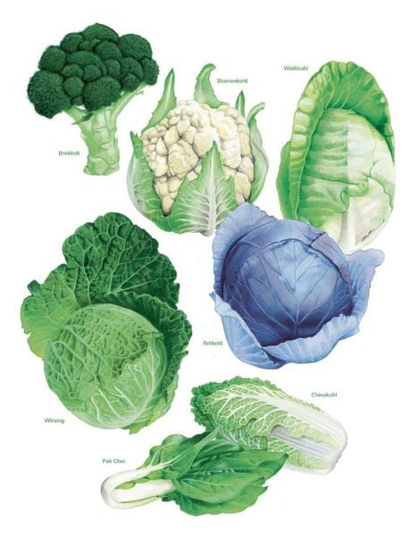 Produktbild: Das gro&szlig;e Gem&uuml;se- und Obstgartenbuch