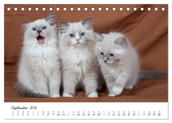Produktbild: Ragdoll Kitten (Tischkalender 2026 DIN A5 quer), CALVENDO Monatskalender