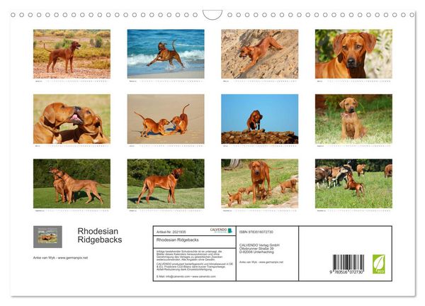 Produktbild: Rhodesian Ridgebacks (Wandkalender 2026 DIN A3 quer), CALVENDO Monatskalender