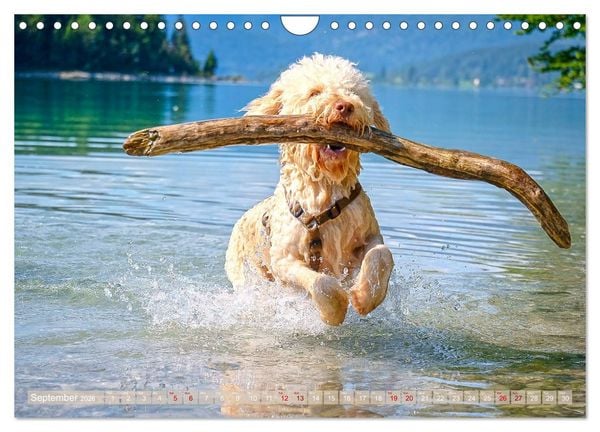 Produktbild: Lagotto Romagnolo Mountain Life (Wall Calendar 2026 DIN A4 landscape), CALVENDO 12 Month Wall Calendar