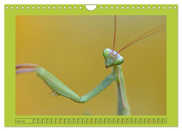 Produktbild: Die Gottesanbeterin Mantis Religiosa (Wandkalender 2026 DIN A4 quer), CALVENDO Monatskalender