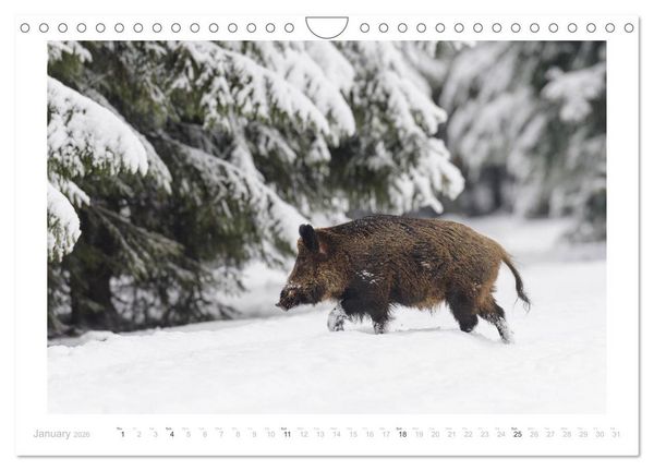 Produktbild: Wild Boars (Wall Calendar 2026 DIN A4 landscape), CALVENDO 12 Month Wall Calendar