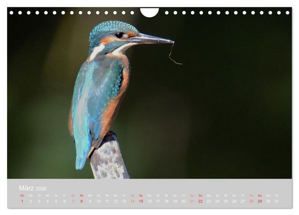 Produktbild: Der Eisvogel, ein Juwel der Natur (Wandkalender 2026 DIN A4 quer), CALVENDO Monatskalender