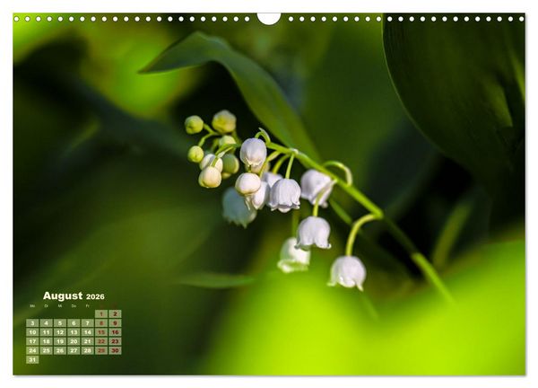 Produktbild: Fr&uuml;hlingstr&auml;ume in Wei&szlig; (Wandkalender 2026 DIN A3 quer), CALVENDO Monatskalender