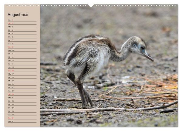 Produktbild: Vogel Strau&szlig;. Imposanter Riese und L&auml;ufer (hochwertiger Premium Wandkalender 2026 DIN A2 quer), Kunstdruck in Hochglanz