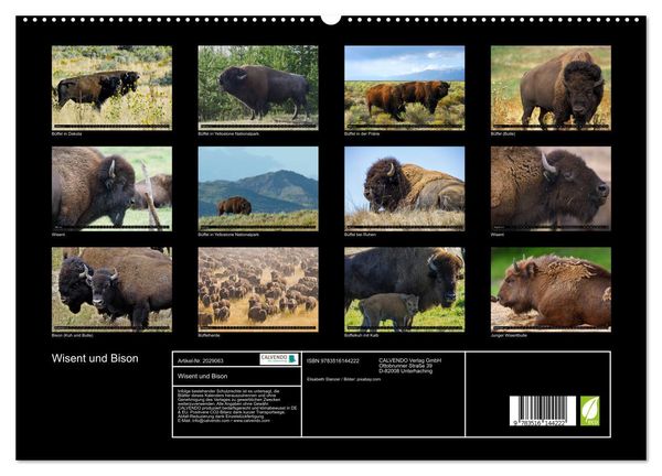 Produktbild: Wisent und Bison (hochwertiger Premium Wandkalender 2026 DIN A2 quer), Kunstdruck in Hochglanz