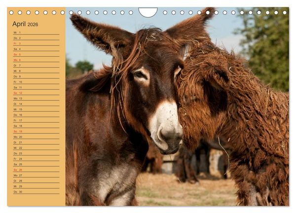 Produktbild: Gro&szlig;esel an der Loreley (Wandkalender 2026 DIN A4 quer), CALVENDO Monatskalender