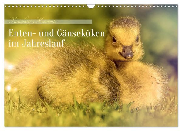 Produktbild: Flauschige Momente! Enten- und G&auml;nsek&uuml;ken im Jahreslauf (Wandkalender 2026 DIN A3 quer), CALVENDO Monatskalender