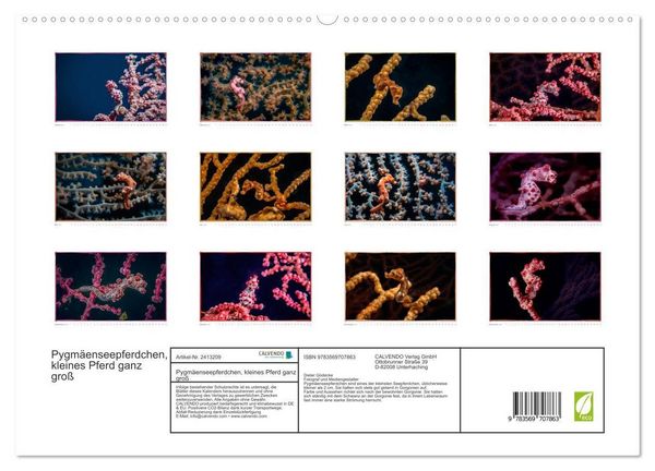 Produktbild: Pygm&auml;enseepferdchen, kleines Pferd ganz gro&szlig; (hochwertiger Premium Wandkalender 2027 DIN A2 quer), Kunstdruck in Hochglanz