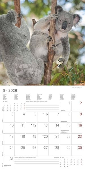Produktbild: Koalas 2026 - Broschürenkalender 30x30 cm (30x60 geöffnet) - Kalender mit Platz für Notizen - koala bears - Bildkalender - Wandplaner - Bärenkalender
