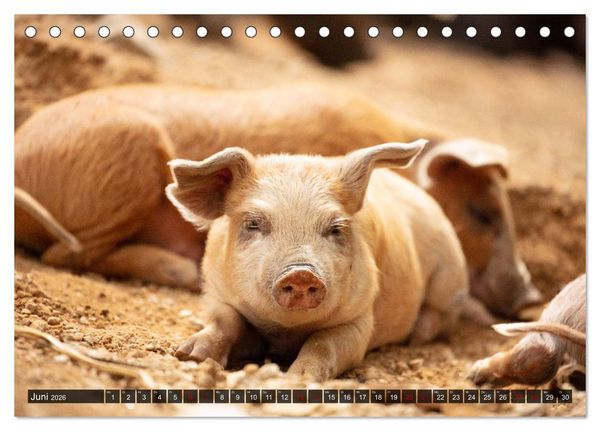 Produktbild: Korsika - s&uuml;&szlig;e, wilde Schweinchen (Tischkalender 2026 DIN A5 quer), CALVENDO Monatskalender