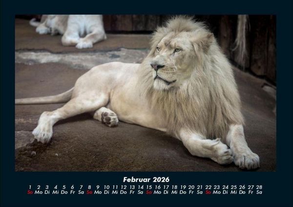 Produktbild: L&ouml;wen in der Wildnis 2026 Fotokalender DIN A4